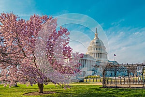 Blossom spring in Washington DC. Capitol building at spring. USA Congress, Washington D.C.