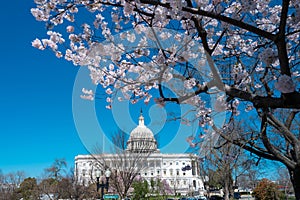 Blossom spring in Washington DC. Capitol building at spring. USA Congress, Washington D.C.