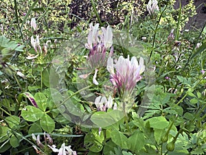 Blossom star clover (lat.- Trifolium stellatum