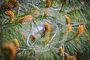 Blossom of he stone pine, botanical name Pinus pinea, also known as the Italian stone pine, umbrella pine and parasol pine in