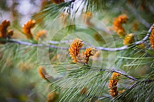 Blossom of he stone pine, botanical name Pinus pinea, also known as the Italian stone pine, umbrella pine and parasol pine in