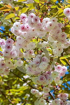 Blossom sukura tree