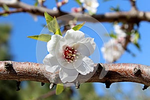 Blossom on sweet almond tree (Species: Prunus amygdalus, syn. Pr