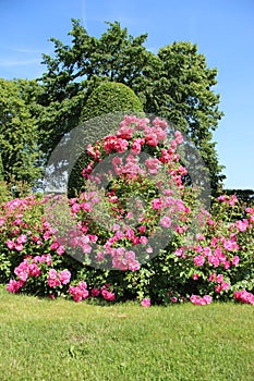 Blossom Sweet Pink Roses.  Rose Garden With Warm Sunlight