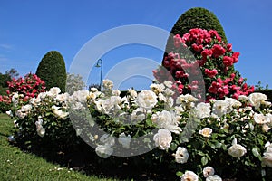 Blossom Sweet Roses. Rose Garden With Warm Sunlight