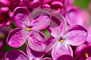 Blossom syringa flower