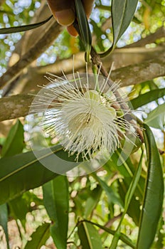 Blossom Of The Syzygium Jambos Tree