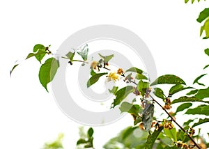 Blossom tea flower isolated on white background, green tea camellia sinensis bush plant blooming flowers and green leaves, buds,