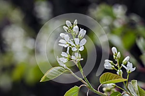 Blossom of Thicket shadbush in park