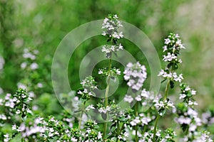 Blossom thyme