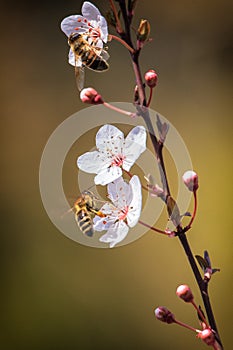 Blossom time