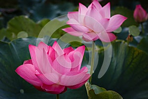 The Blossom Time-lapse of Lotus Flower photo