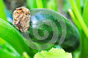 The blossom tip on a zucchini vegetable