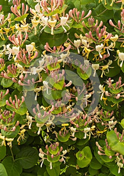 Blossom to honeysuckle in garden at solar day