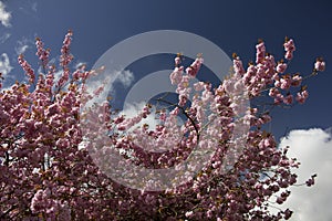Blossom at Top of Cherry Tree