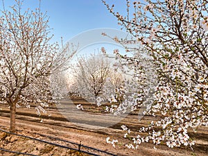 Blossom Trail apricot trees in bloom