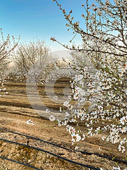 Blossom Trail apricot trees in bloom