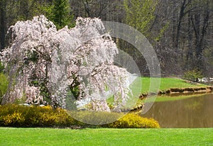 Blossom tree