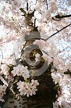 Blossom tree