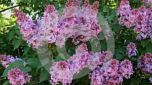 Blossom tree branch of lilac, light purple color. Its flowers swinging in the wind.