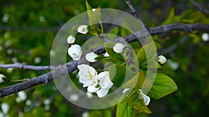 Blossom tree cherry branch blooming on wind. Video footage shootting static camera.