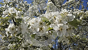 Blossom tree, cherry tree blossom, green leaves, nature photo