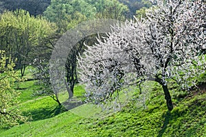 Blossom tree downhill in spring forest