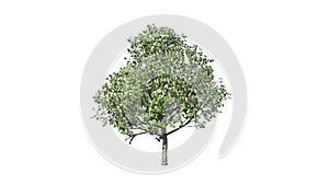 Blossom Tree Growing, Luma Matte attached