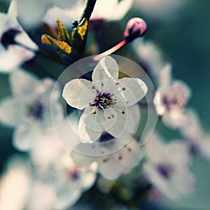 Blossom tree. Nature background.Sunny day. Spring flowers. Beautiful Orchard. Abstract blurred background. Springtime