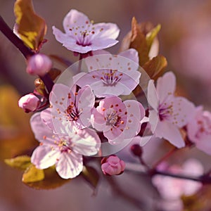 Blossom tree. Nature background.Sunny day. Spring flowers. Beautiful Orchard. Abstract blurred background. Springtime