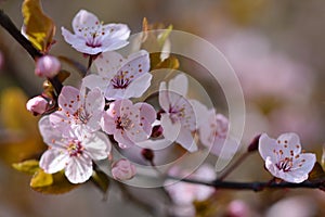 Blossom tree. Nature background.Sunny day. Spring flowers. Beautiful Orchard. Abstract blurred background. Springtime