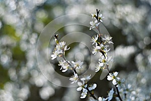 Blossom tree. Nature background. Sunny day. Spring flowers. Beautiful Orchard. Abstract blurred background.