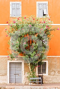 Blossom tree outside pretty Italian building -Limone Italy