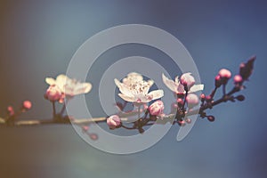 Blossom tree over nature background