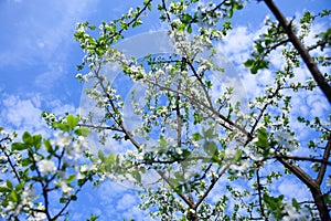 Blossom tree over nature background