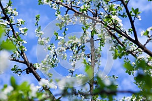 Blossom tree over nature background