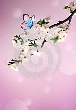 Blossom tree over nature background with butterfly. Spring flowers. Spring background.