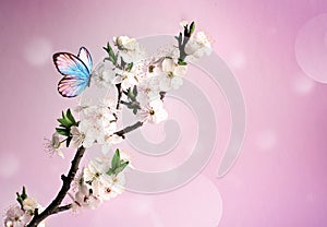 Blossom tree over nature background with butterfly. Spring flowers. Spring background.