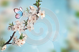 Blossom tree over nature background with butterfly. Spring flowers. Spring background.