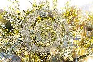 Blossom tree over nature background/ Spring flowers