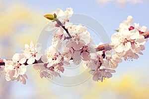 Blossom tree over nature background. Spring