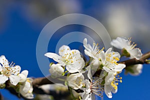 Blossom tree over nature background, Spring flowers