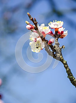 Blossom tree over nature background. Spring flowers.