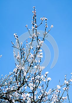 Blossom tree over nature background. Spring flowers.