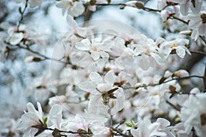 magnolia branch in sunny morning