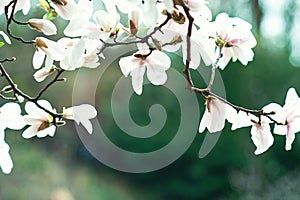 Blossom tree over nature background. Spring flowers. Spring Background. magnolia branch in sunny morning. Beautiful white