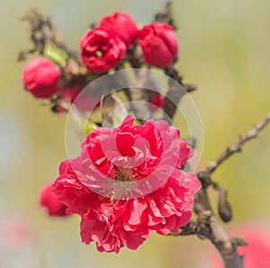 Blossom tree over nature background. Spring flowers.Spring Background