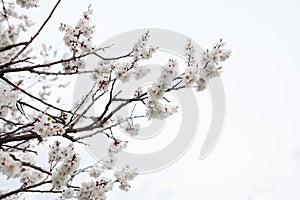 Blossom tree over nature background Spring flowers Spring