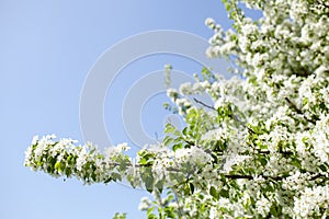 Blossom tree over nature background Spring flowers Spring
