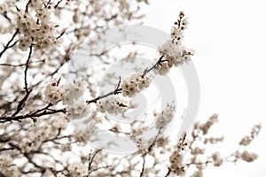Blossom tree over nature background Spring flowers Spring